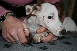 GRIFFES - JACK RUSSEL 056
